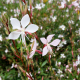 Gaura Sparkle White(Гаура)