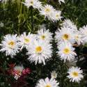 Leucanthemum Crazy Daisy(Маргарита кичеста)