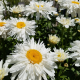 Leucanthemum Crazy Daisy(Маргарита кичеста)