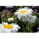 Leucanthemum Crazy Daisy(Маргарита кичеста)