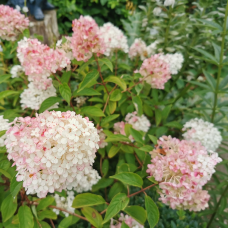 Hydrangea paniculata 'Pink Diamond' (хортензия розов диамнт)