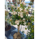 VIBURNUM TINUS EVE PRICE MINI FUSTO(Вибурнум Топиар)