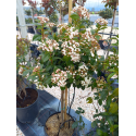 VIBURNUM TINUS EVE PRICE MINI FUSTO(Вибурнум Топиар)