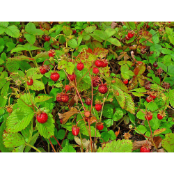 Горска ягода (Fragaria vesca)
