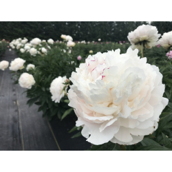 Paeonia Avalanche(Божур Лавина)