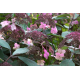 Hydrangea aspera 'Hot Chocolate'