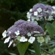 Hydrangea aspera 'Hot Chocolate'