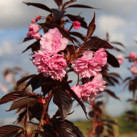  Prunus serr. Royal Burgundy(Японска вишна)