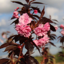  Prunus serr. Royal Burgundy-Японска вишна