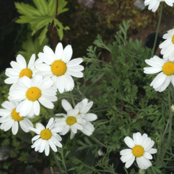 Anthemis Karpartenschnee(карпатски сняг)