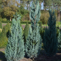 Chamaecyparis lawsoniana "Pelt's Blue"(Хамеципарис синьото на Ван Пелтс)