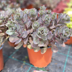 Sedum SunSparkler® 'Dazzleberry' (седум зрънце)