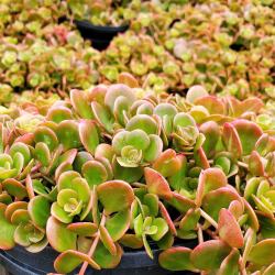 КАТ.№ 101009 Sedum spurium 'Fuldaglut' 15/20