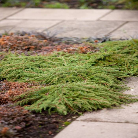 Juniperus green carpet(Юниперус зелен килим)