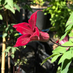 Clematis texensis Gravetye Beauty(Клематис Гравити бюти)