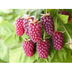  Rubus Tayberry (Малина Рубъс тайбери)