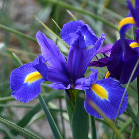 Iris Ирис