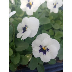 Viola mini(мини теменужка)