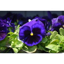 Viola Deep Blue(Теменужка едроцветна)