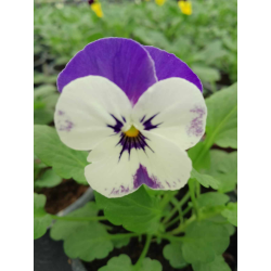 Viola mini(Теменужка дребноцветна)