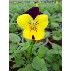 Viola mini(Теменужка дребноцветна