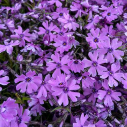 Phlox Purple Beaut-Флокс