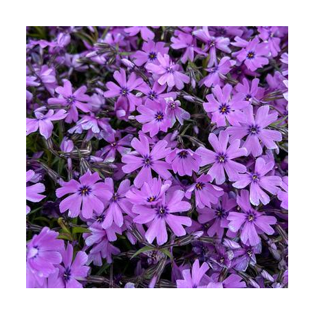 Phlox Purple Beaut-Флокс