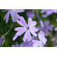  Phlox sub. Cushion Blue Флокс