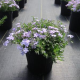  Phlox sub. Cushion Blue Флокс