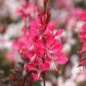  Gaura lindheimeri 'Siskiyou Pink Гаура