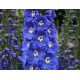 Delphinium Blue Bird-Делфиниум синя птица