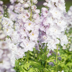  Delphinium 'Rose White Bee'-Делфиниум розова пчела