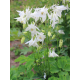 Aquilegia Early Bird White -Аквилегия бяла птица