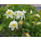 Aquilegia Early Bird White -Аквилегия бяла птица