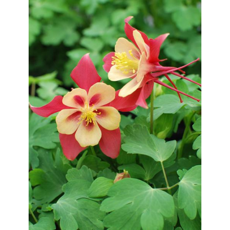 Aquilegia Red Yellow -Аквилегия