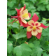 Aquilegia Red Yellow -Аквилегия