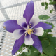 Aquilegia Magic Blue & White-Аквилегия