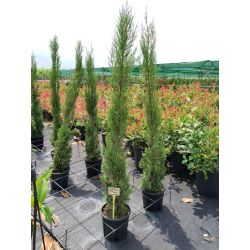  Cupressus Sempervirens Тotem Италиянски кипарис