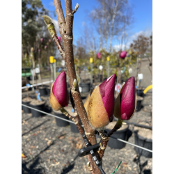 Magnolia 'Black Tulip-Магнолия черно лале