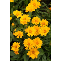 Coreopsis grandiflora Presto Кореопсис