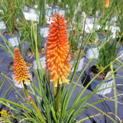  Kniphofia 'Shining Sceptre'Книфофия