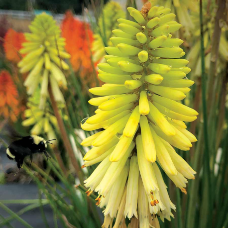  Kniphofia Poco yellow-Книфофия