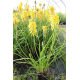  Kniphofia Poco yellow-Книфофия