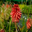 Kniphofia Poco red-Книфофия