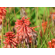 Kniphofia Poco red-Книфофия