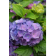 Хортензия Hydrangea macr. Bodensee