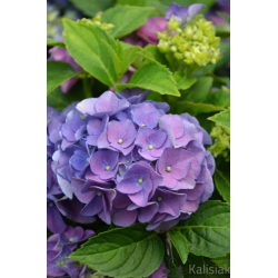 Хортензия Hydrangea macr. Bodensee