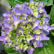 Хортензия Hydrangea macr. Bodensee