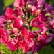 Хортензия Hydrangea red baron 