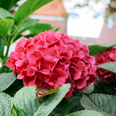 Хортензия Hydrangea red baron 